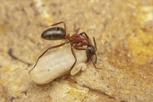 carpenter ants infesation