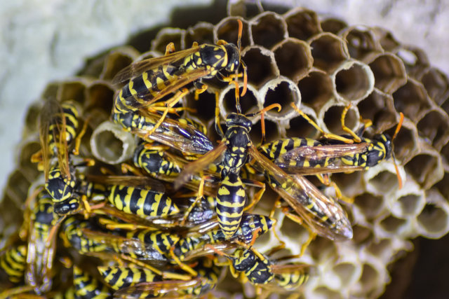 how to distinguish bees and wasps