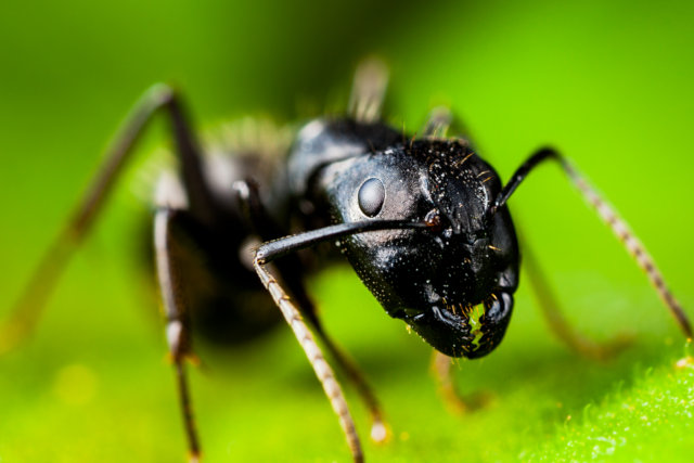allergic reactions to carpenter ant bites
