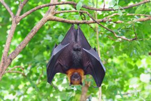 big brown bat hanging on the tree