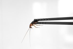 cockroach infestation in restaurant