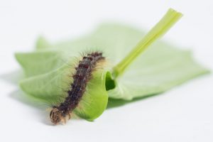 gypsy moth caterpillar infestation