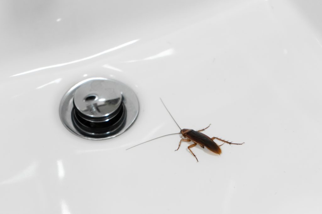how-to-get-rid-of-cockroaches-in-the-bathroom
