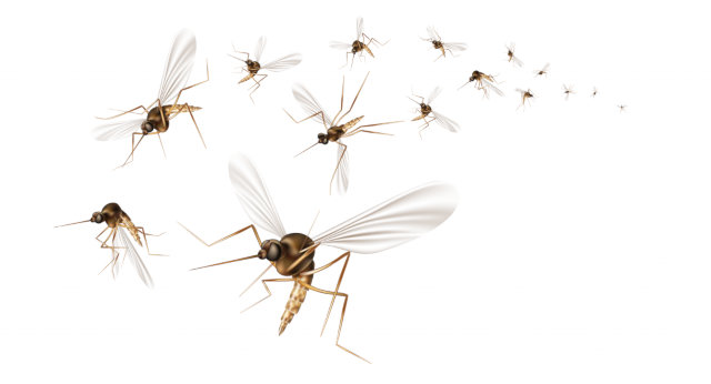 how to get rid of mosquitoes in your house