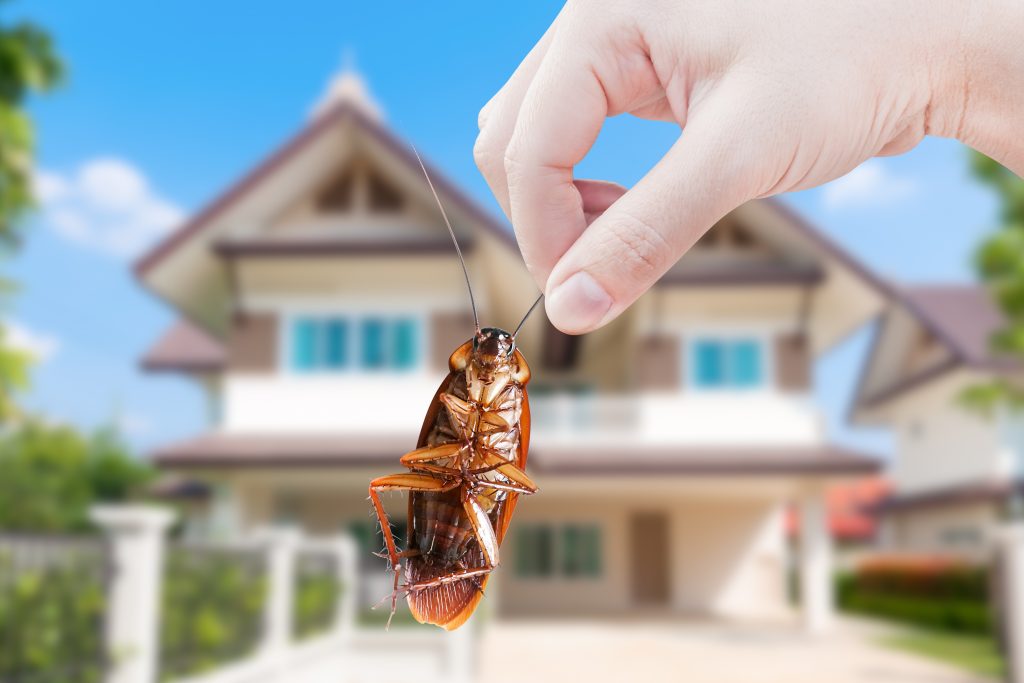 how to prevent cockroaches from moving with you