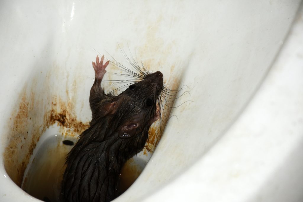 Is It Okay To Flush Down a Rat That Climbed Up The Toilet