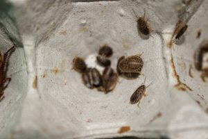 little cockroach infestation in kitchen