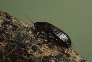 oriental cockroach infestation