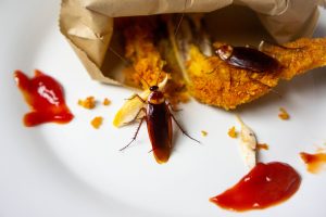 prevention of cockroach in kitchen