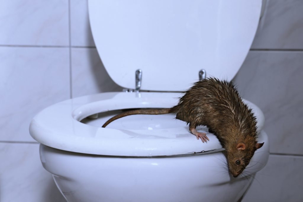 what is the possibility of rat swimming up my toilet