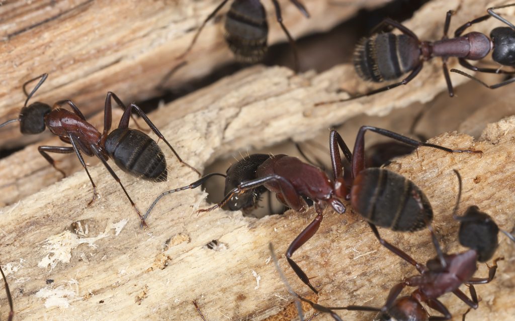 home remedies to get rid of carpenter ants