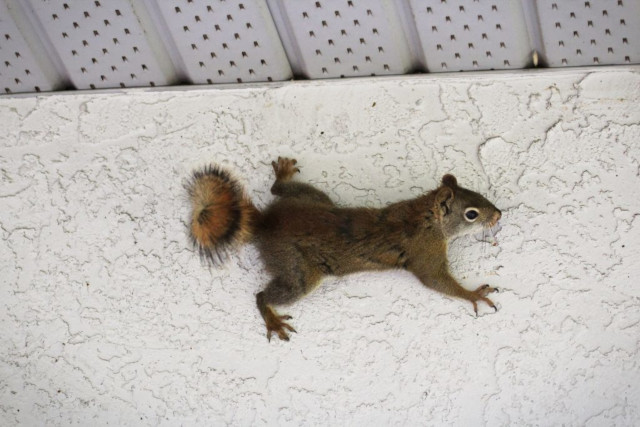how do squirrels get in the attic