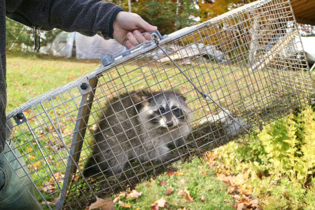 how to safely release a raccoon from a live trap