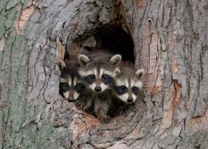 raccoon exclusion