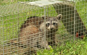 humane raccoon removal