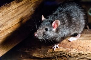 rats infestation on your property