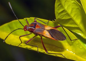 chinch bugs