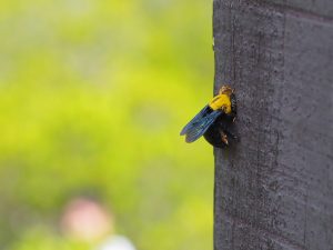 carpenter bees removal humane methods 