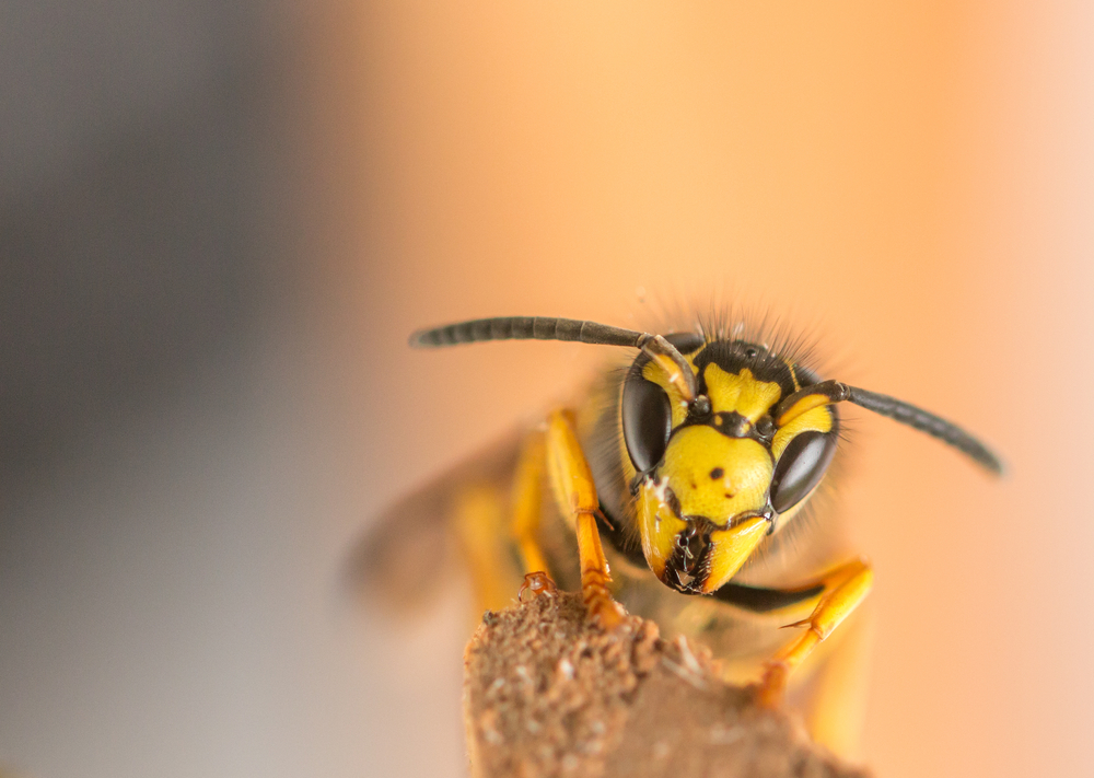 Types Of Wasps That Are Very Aggressive In Ontario